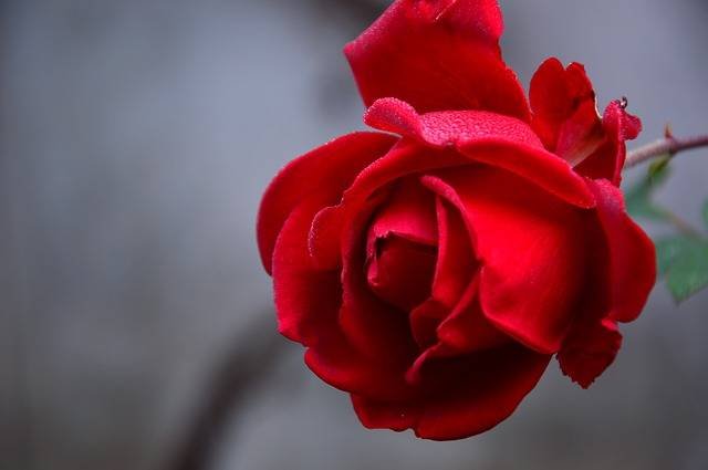 9. Flower